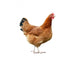 Chicken Wall Decal