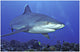 Shark Wall Decal Design 4