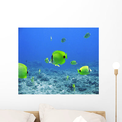 Brilliant Tropical Fish Wall Decal shown on a wall
