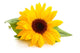 Sunflower with Leaves Wall Decal