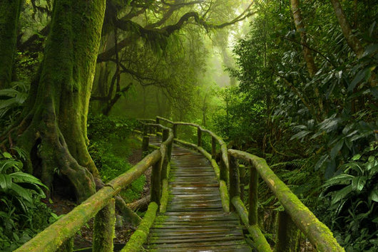 Mossy Tropical Jungle Pathway Wall Decal