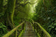 Mossy Tropical Jungle Pathway Wall Decal