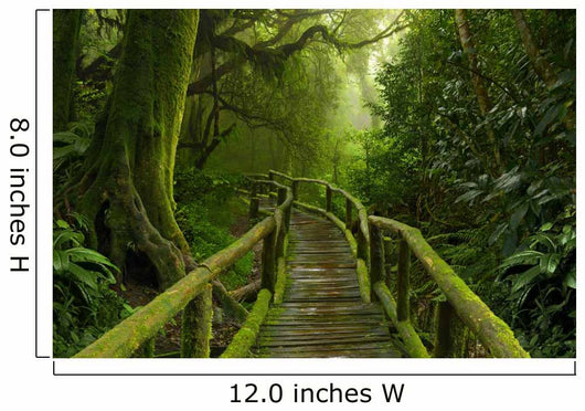 Mossy Tropical Jungle Pathway Wall Decal