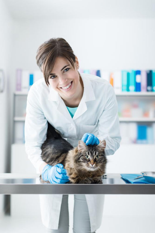 Veterinarian Examining Cat Surgical Wall Decal