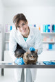Veterinarian Examining Cat Surgical Wall Decal