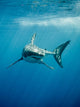 Pacific Great White Shark Wall Decal
