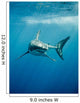 Pacific Great White Shark Wall Decal