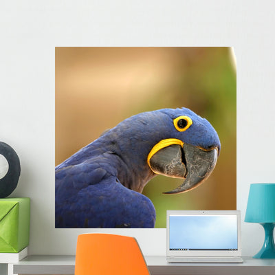 Blue Macaw Parrot Wall Decal shown on a wall