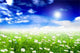 Grass and Margherita Relaxing Wall Decal