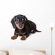 Dachshund Puppy Wall Decal