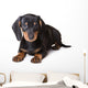 Dachshund Puppy Wall Decal