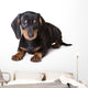 Dachshund Puppy Wall Decal