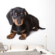 Dachshund Puppy Wall Decal