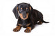 Dachshund Puppy Wall Decal