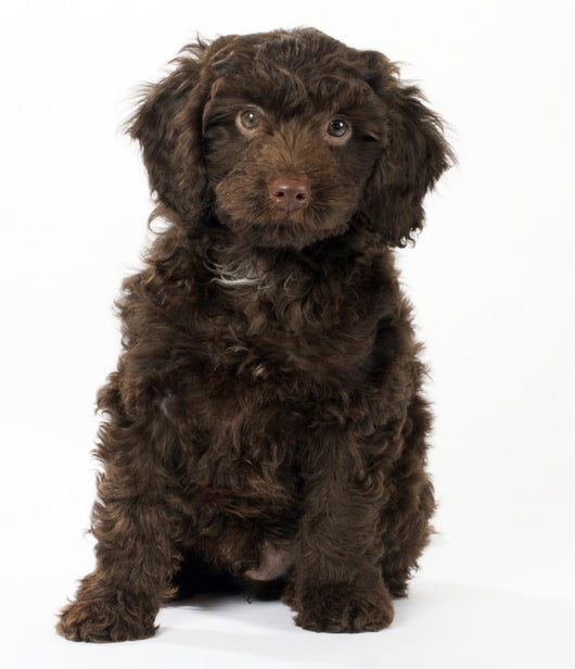 Springerpoo Puppy Dog Wall Decal - WallMonkeys.com – Wallmonkeys