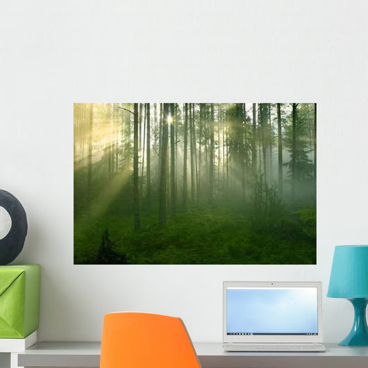 Forest Morning Sun Rays Wall Decal