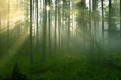 Forest Morning Sun Rays Wall Decal