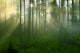 Forest Morning Sun Rays Wall Decal