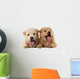 Fluffy Chow-chow Puppies Wall Decal
