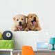 Fluffy Chow-chow Puppies Wall Decal