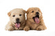 Fluffy Chow-chow Puppies Wall Decal