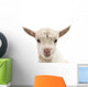 Small White Goat Wall Decal