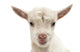 Small White Goat Wall Decal