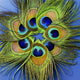 Up Seven Peacock Feathers Wall Decal