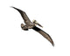 Flying Brown Pelican Wall Decal