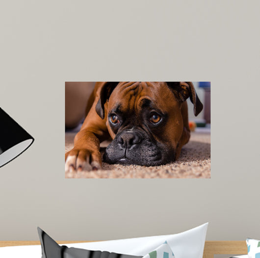 Closeup Our Pet Boxer Wall Decal