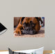 Closeup Our Pet Boxer Wall Decal