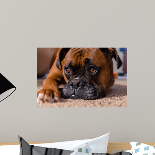 Closeup Our Pet Boxer Wall Decal