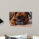 Closeup Our Pet Boxer Wall Decal