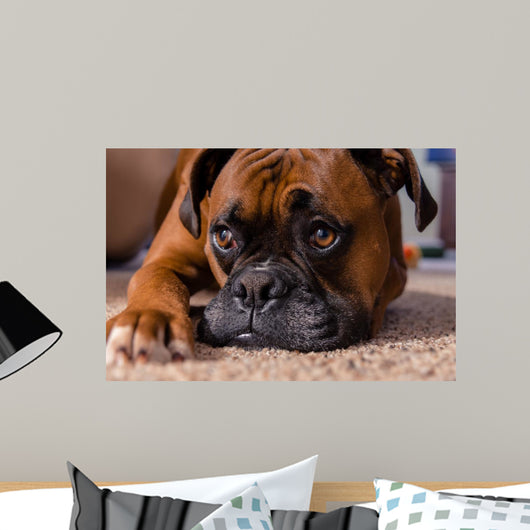 Closeup Our Pet Boxer Wall Decal