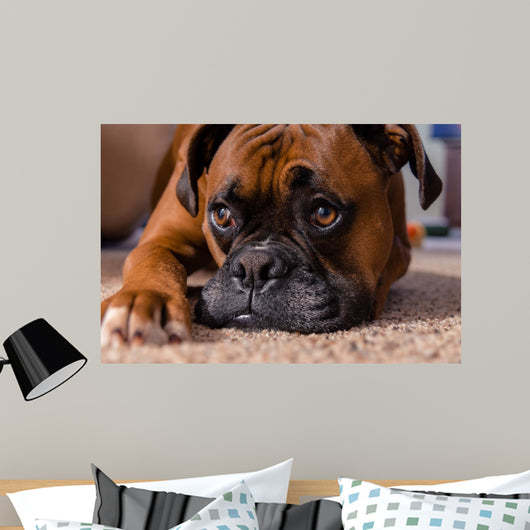 Closeup Our Pet Boxer Wall Decal