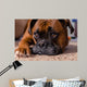 Closeup Our Pet Boxer Wall Decal