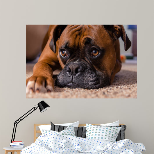Closeup Our Pet Boxer Wall Decal