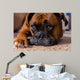 Closeup Our Pet Boxer Wall Decal