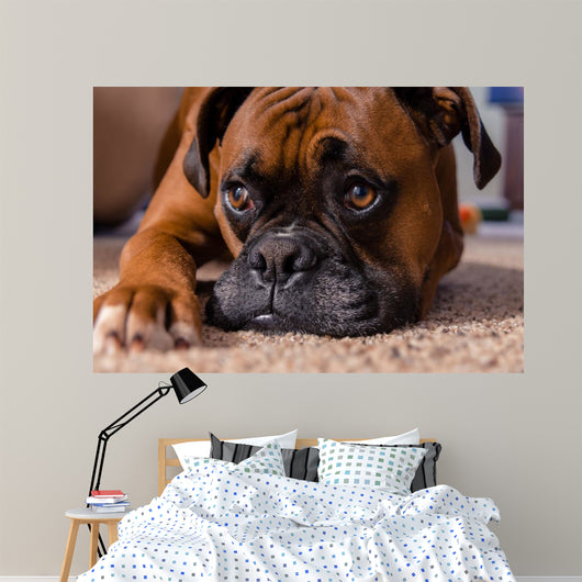 Closeup Our Pet Boxer Wall Decal