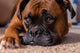 Closeup Our Pet Boxer Wall Decal