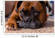 Closeup Our Pet Boxer Wall Decal