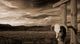 Cattle Skull Hanging Ranchers Wall Decal