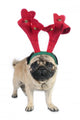 Christmas Pug Dog Wearing Wall Decal