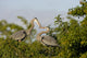 Pair Great Blue Herons Wall Decal