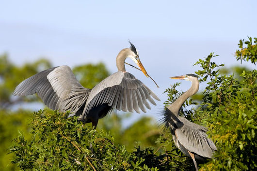 Great Blue Heron Returns Wall Decal