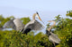 Great Blue Heron Returns Wall Decal