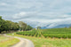 Vineyards February 19 2016 Wall Decal