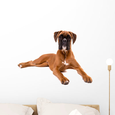 Beautiful Boxer Puppy Wall Decal shown on a wall