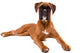 Beautiful Boxer Puppy Wall Decal