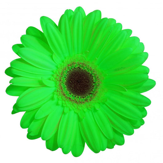 Green Gerber Daisy Flower Wall Decal